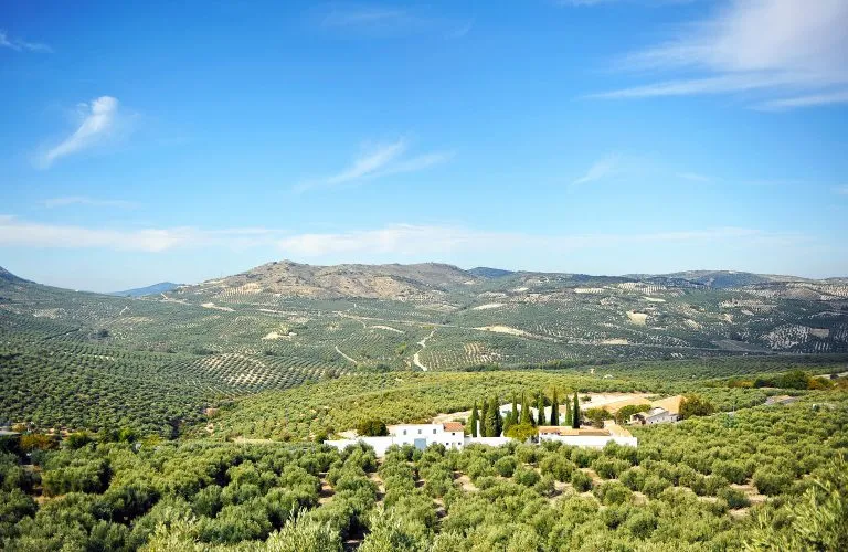 Olivares de Andalucía, aceite de oliva, Spanien